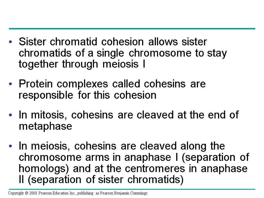 Sister chromatid cohesion allows sister chromatids of a single chromosome to stay together through